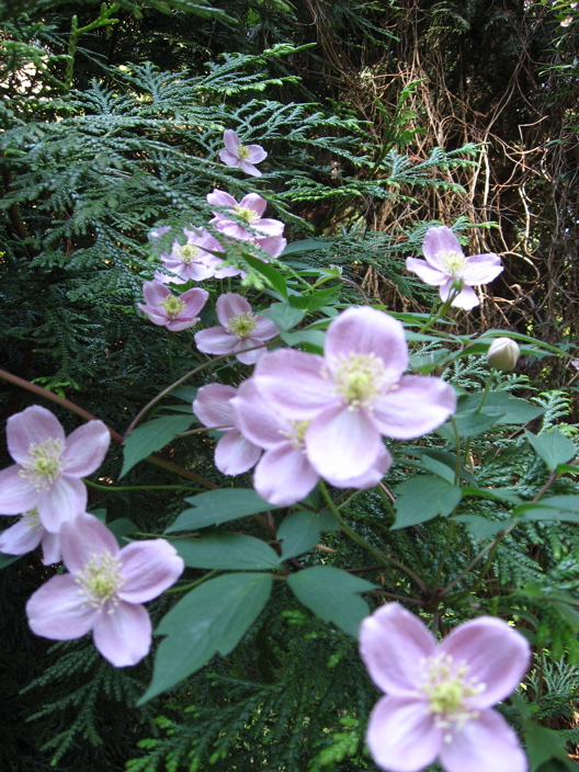 UBC botanical gardens